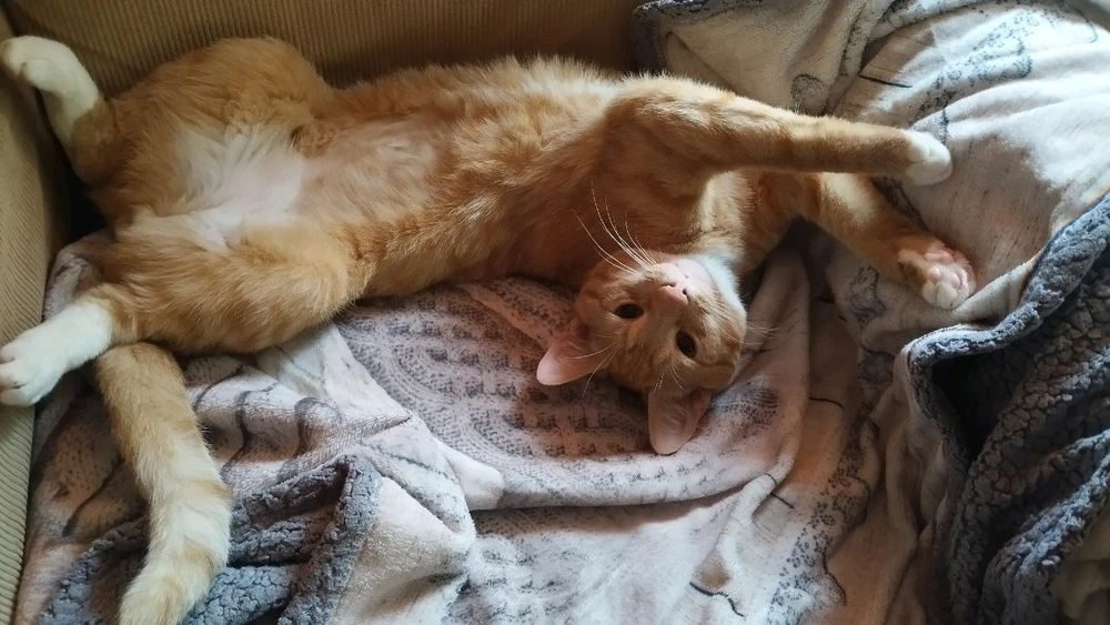 GIF üles laaditud kasutajalt Kevin