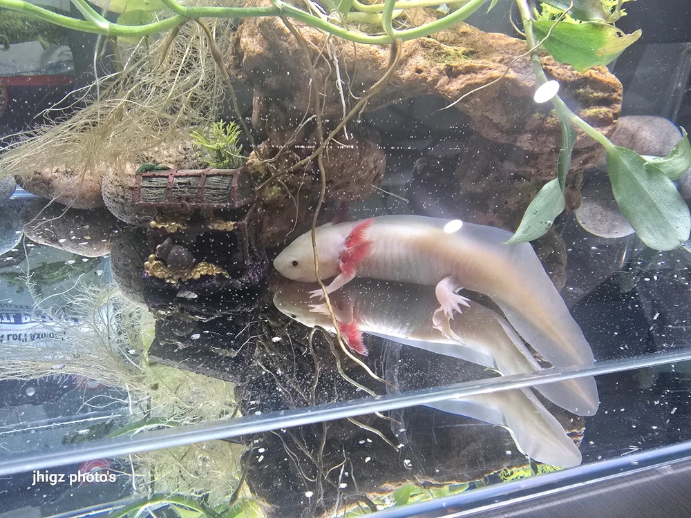 Image uploaded by JM