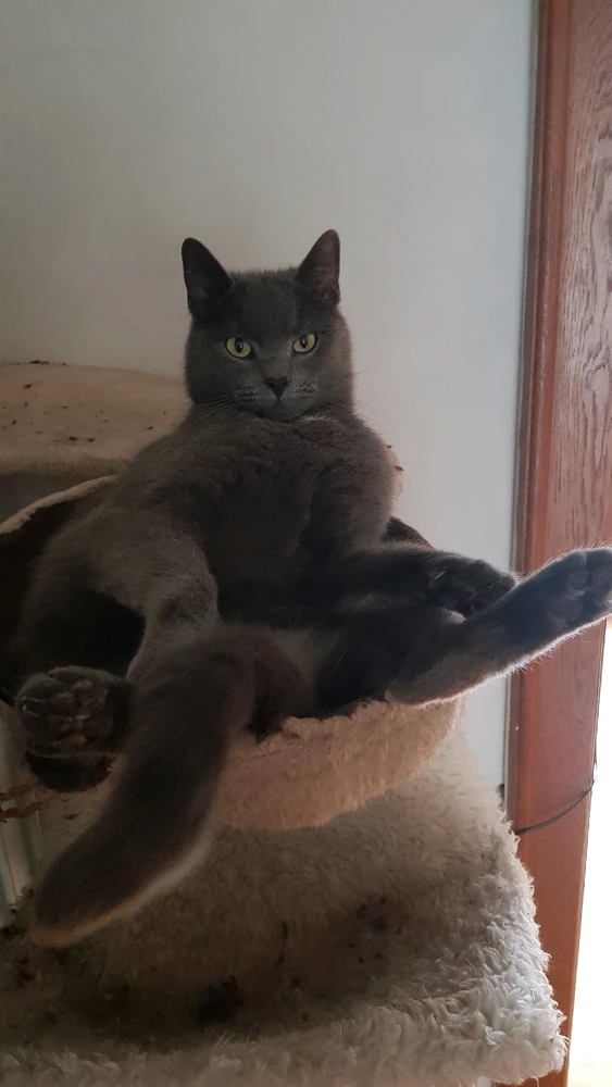 GIF hochgeladen von Chris