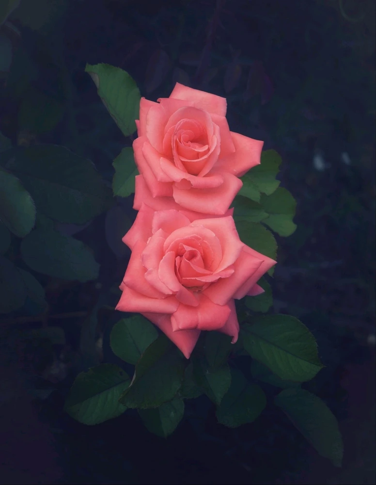 GIF ajouté par Caroline