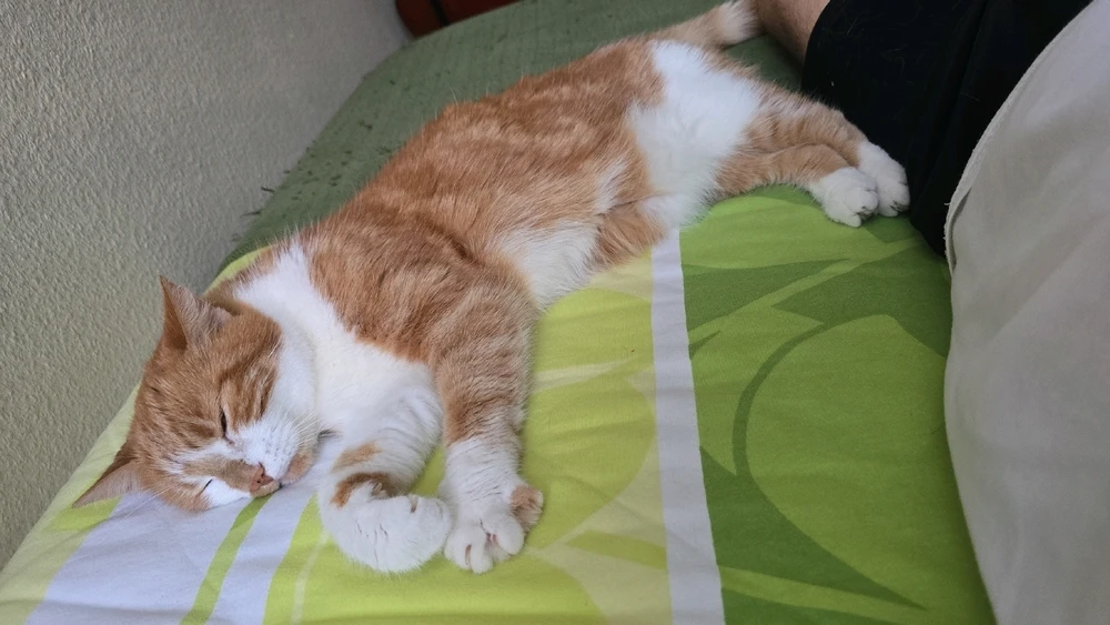 GIF hochgeladen von Fabio