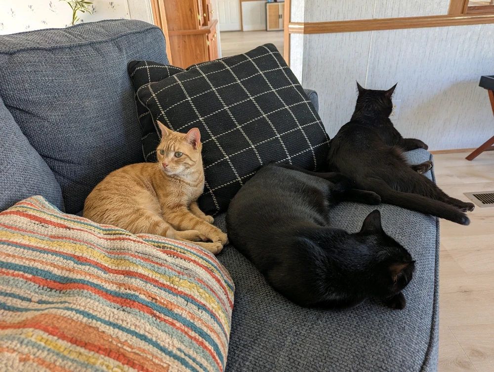 DylanがアップロードしたGIF