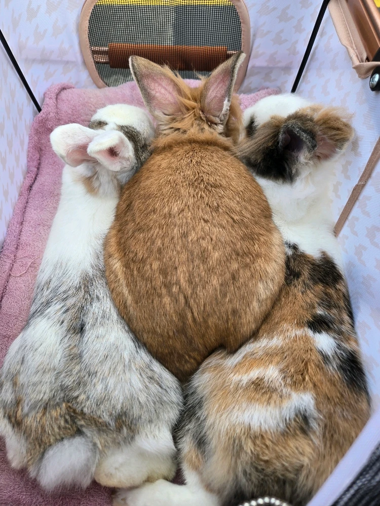 GIF uploaded by Kimmy