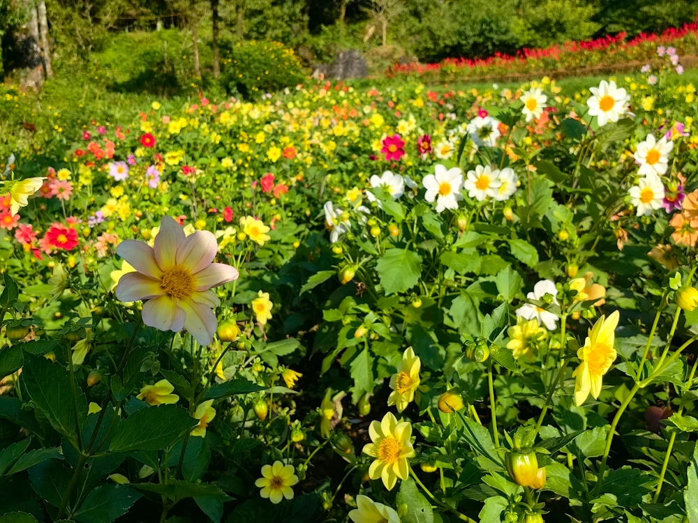 Ảnh do Ruby tải lên