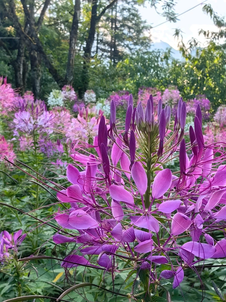 Ảnh do Ruby tải lên