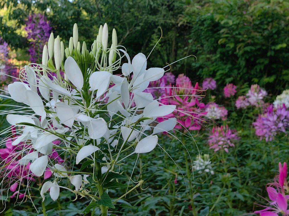 Ảnh do Ruby tải lên