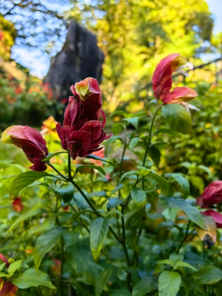 Ảnh do Ruby tải lên