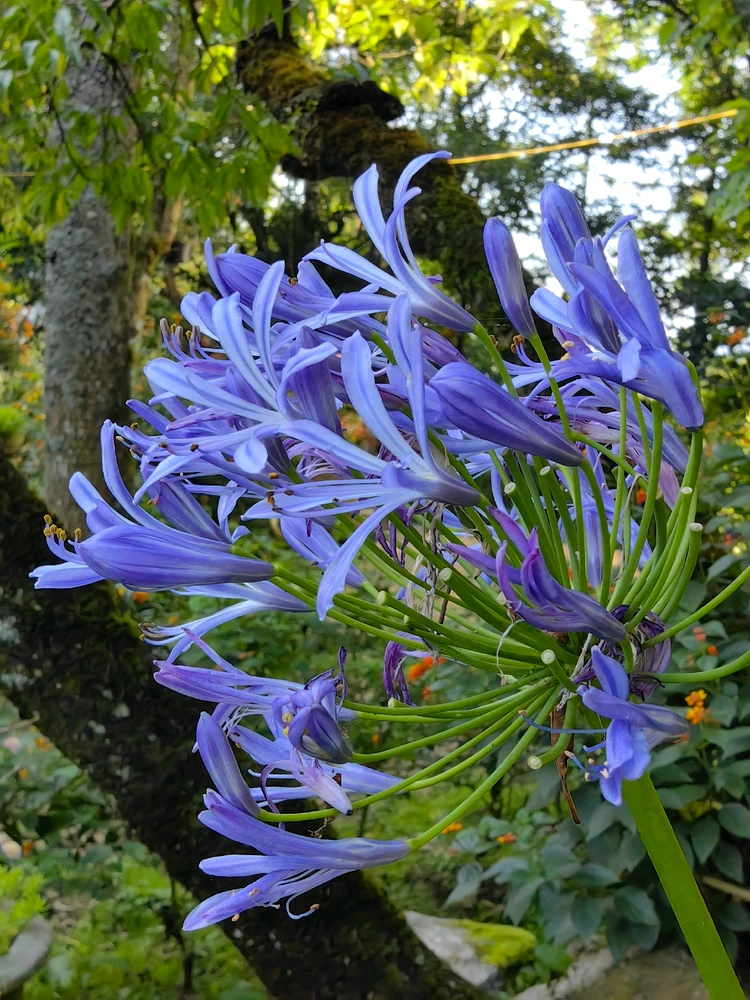 Ảnh do Ruby tải lên