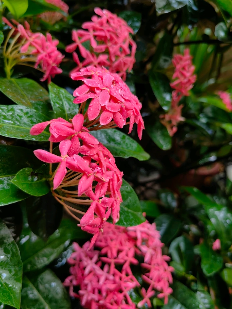 Ảnh do Ruby tải lên