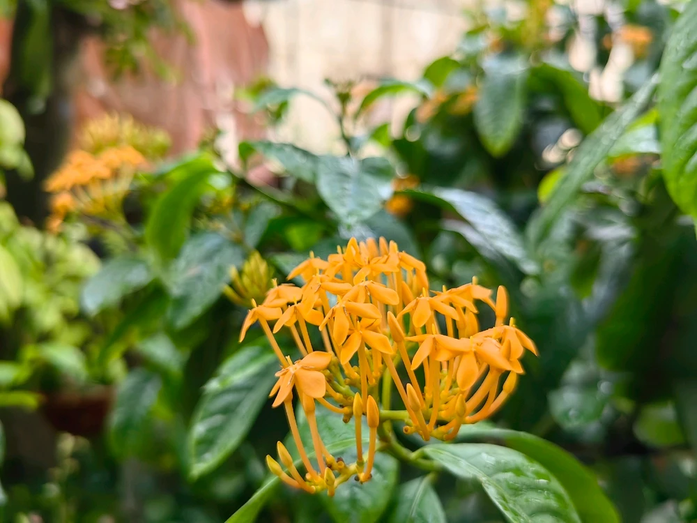 Ảnh do Ruby tải lên