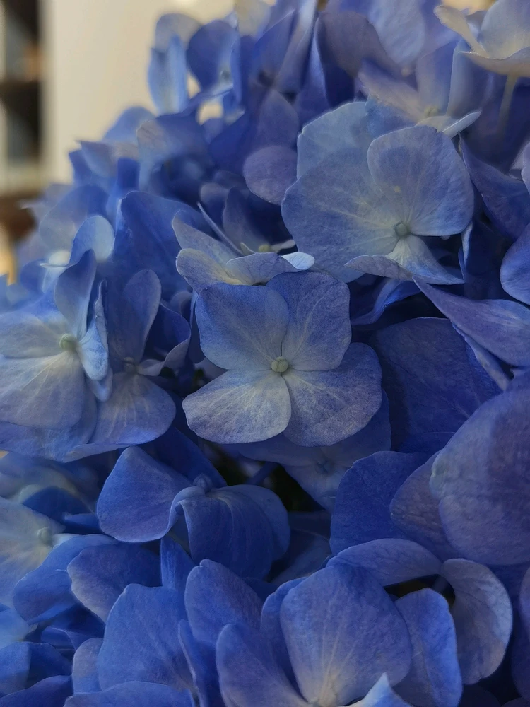 Ảnh do Ruby tải lên