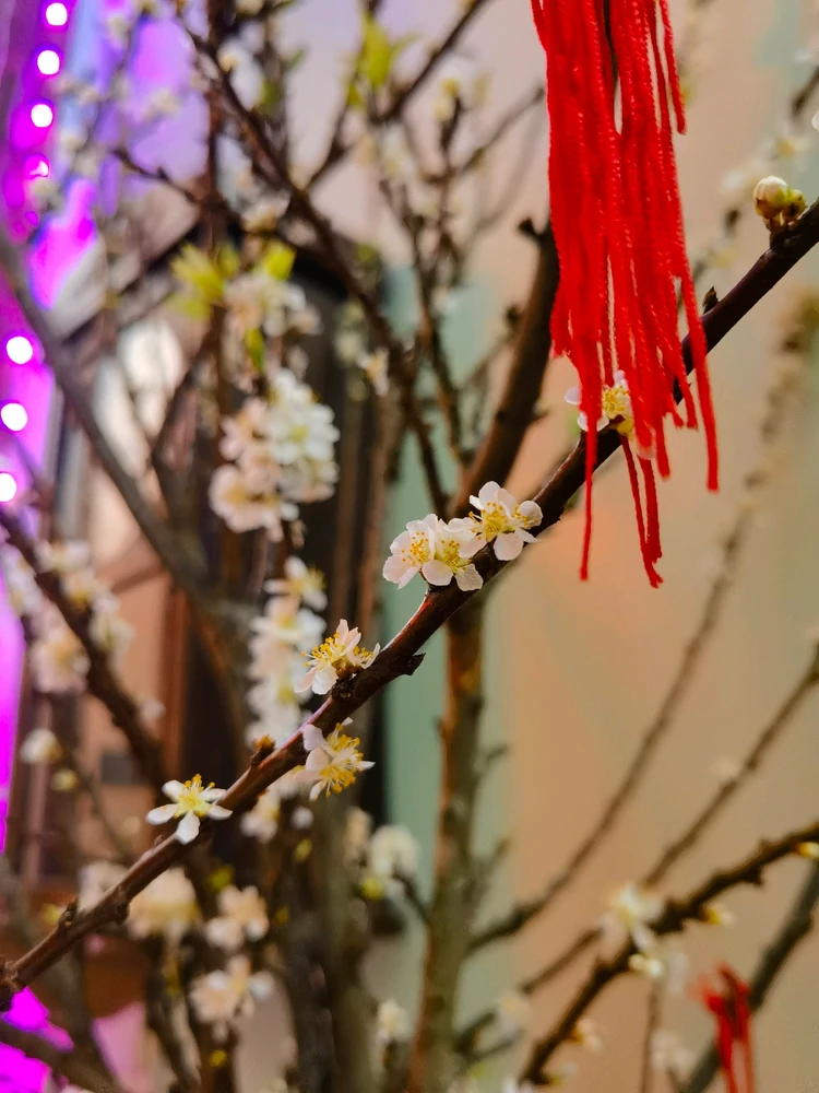 Ảnh do Ruby tải lên