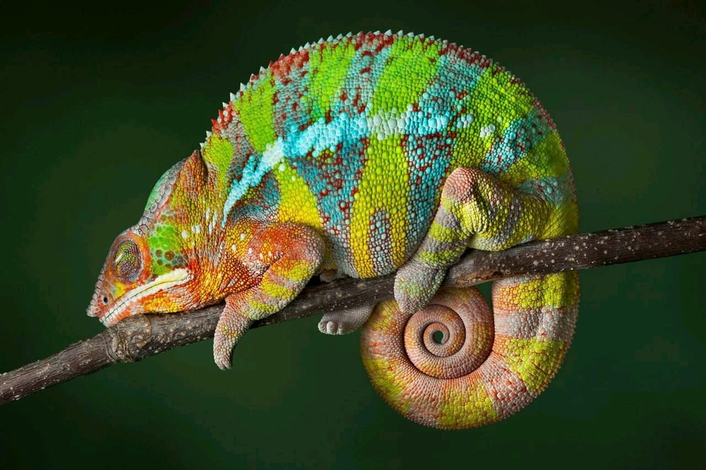 Chameleons are insectivorous animals. Their diet consists of crickets, mealworms, locusts, flies, beetles, caterpillars, walking sticks, spiders, snails, and other insects.