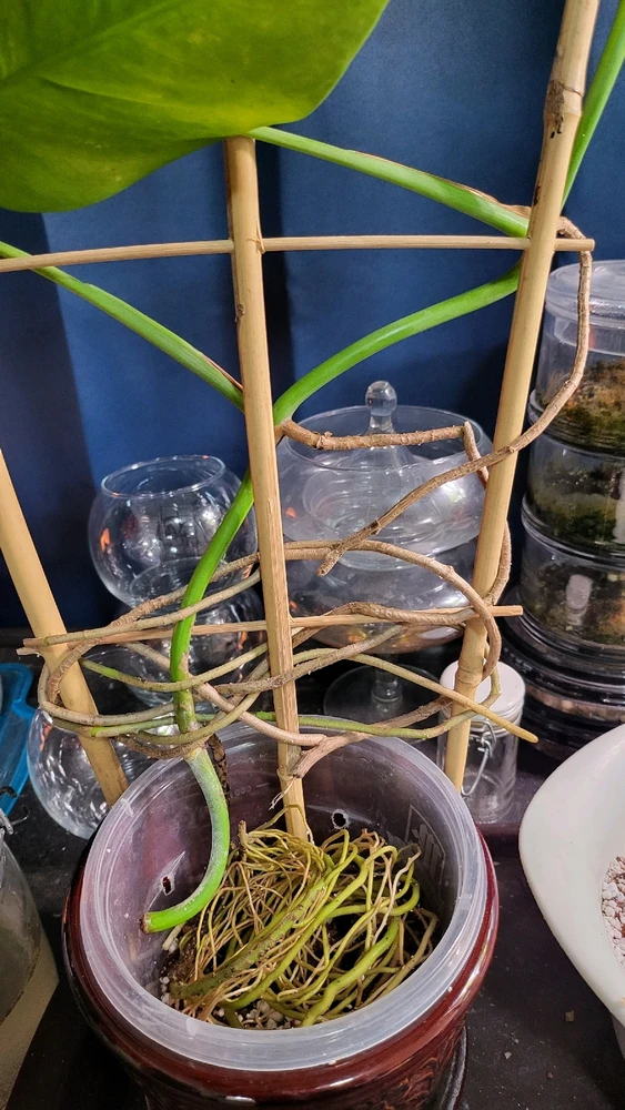 Image uploaded by 𝑺𝑨𝑴𝑯𝑨𝑰𝑵