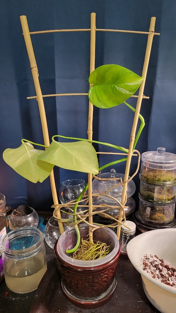 Image uploaded by 𝑺𝑨𝑴𝑯𝑨𝑰𝑵