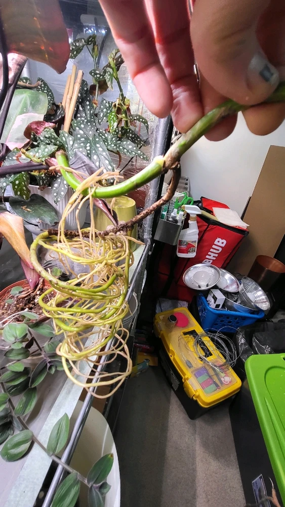 Image uploaded by 𝑺𝑨𝑴𝑯𝑨𝑰𝑵