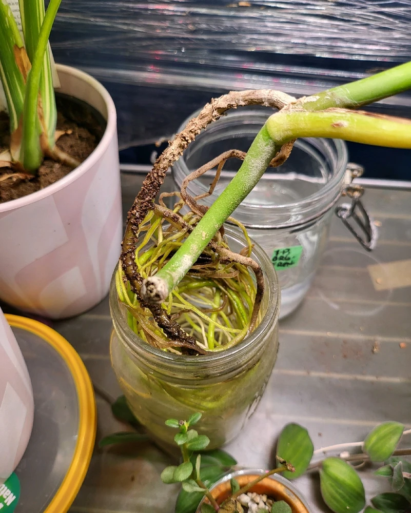 Image uploaded by 𝑺𝑨𝑴𝑯𝑨𝑰𝑵