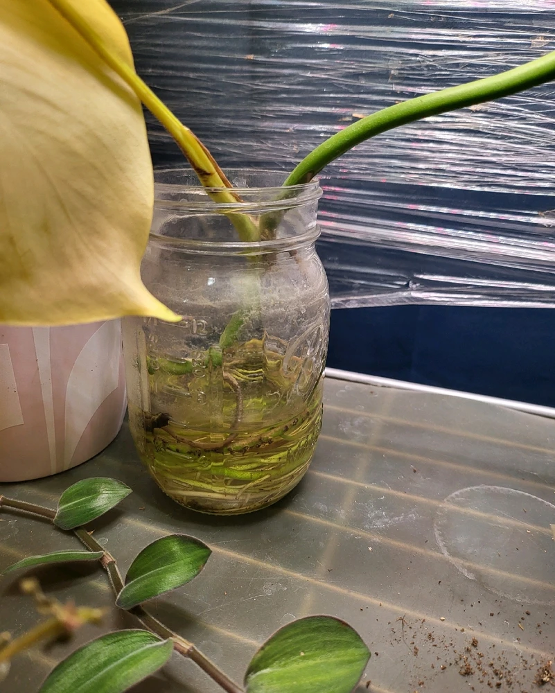 Image uploaded by 𝑺𝑨𝑴𝑯𝑨𝑰𝑵