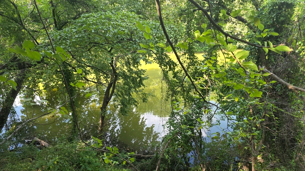 Image uploaded by Josh