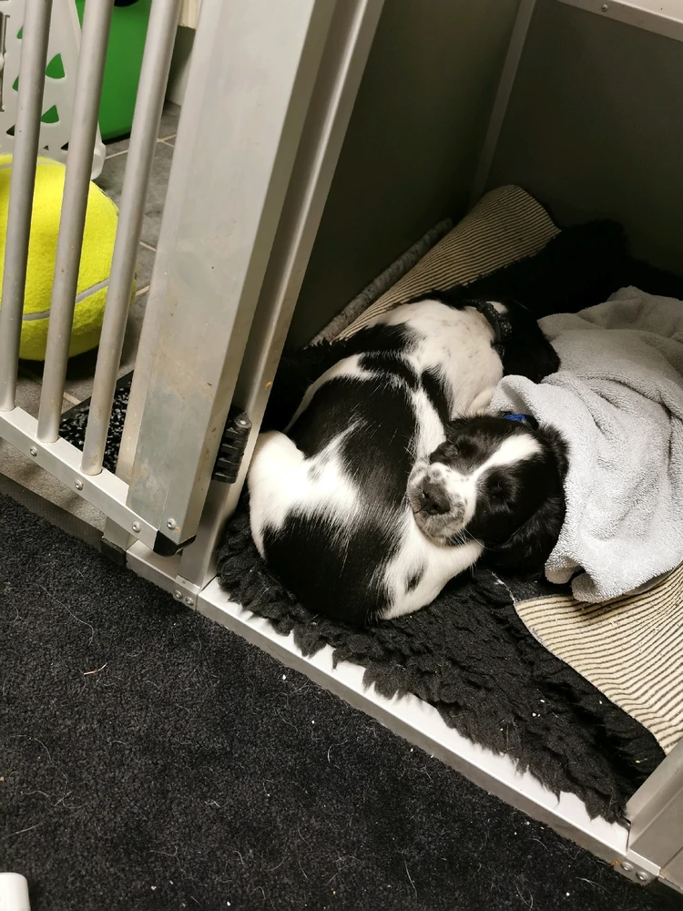 GIF uploadet af Lucas Ahmed Hansen