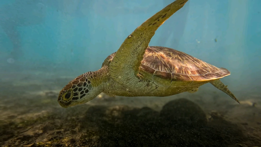 GIF uploaded by Hao Wen