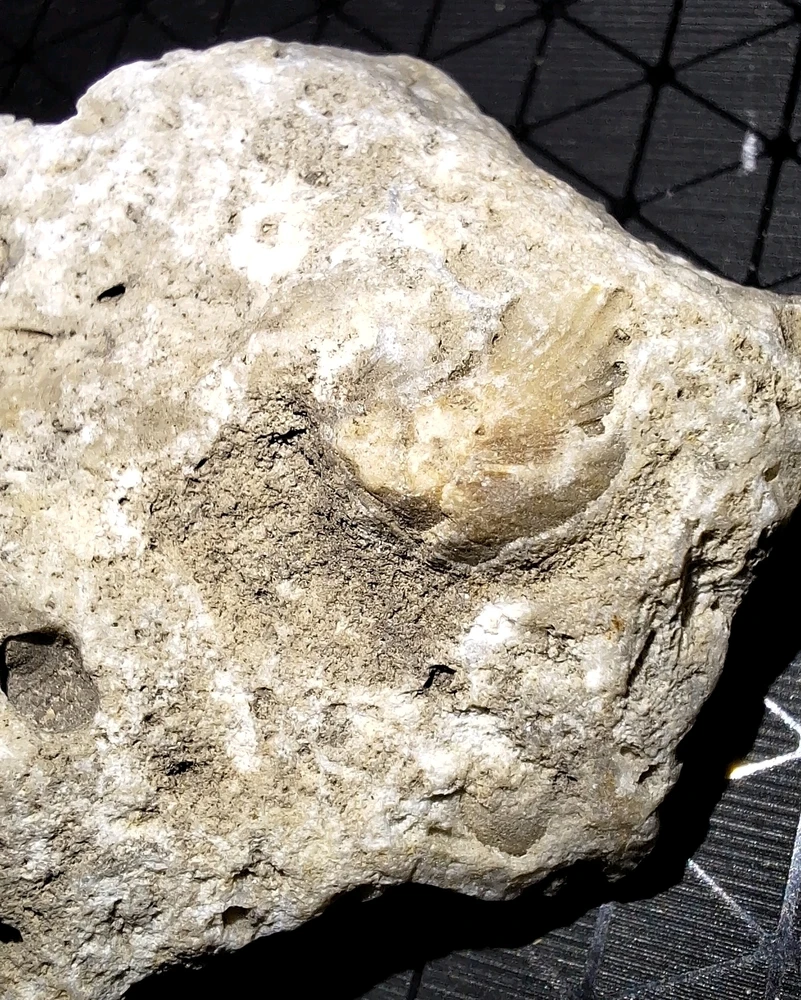 Obrázek nahrál Vašek