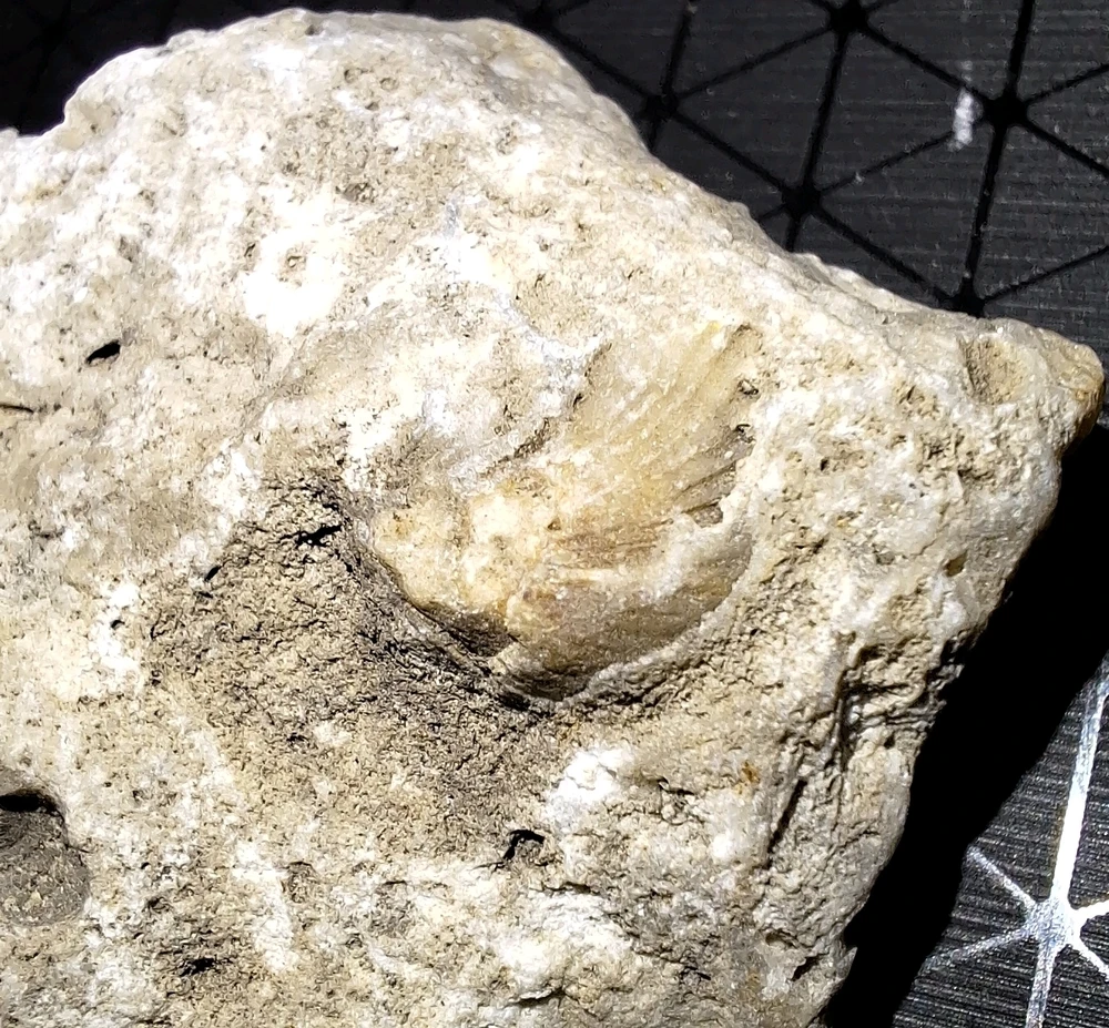 Obrázek nahrál Vašek