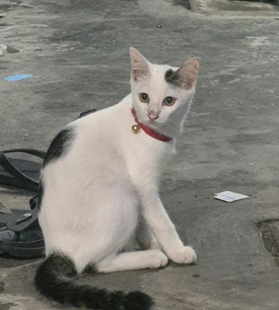 GIF diunggah oleh Magda