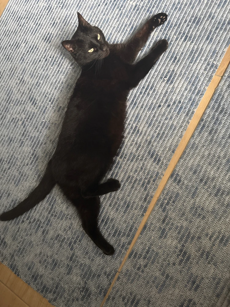 GIF hochgeladen von Akaya