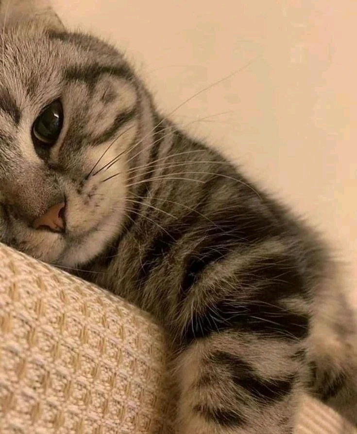 GIF آپلود شده توسط Mahak