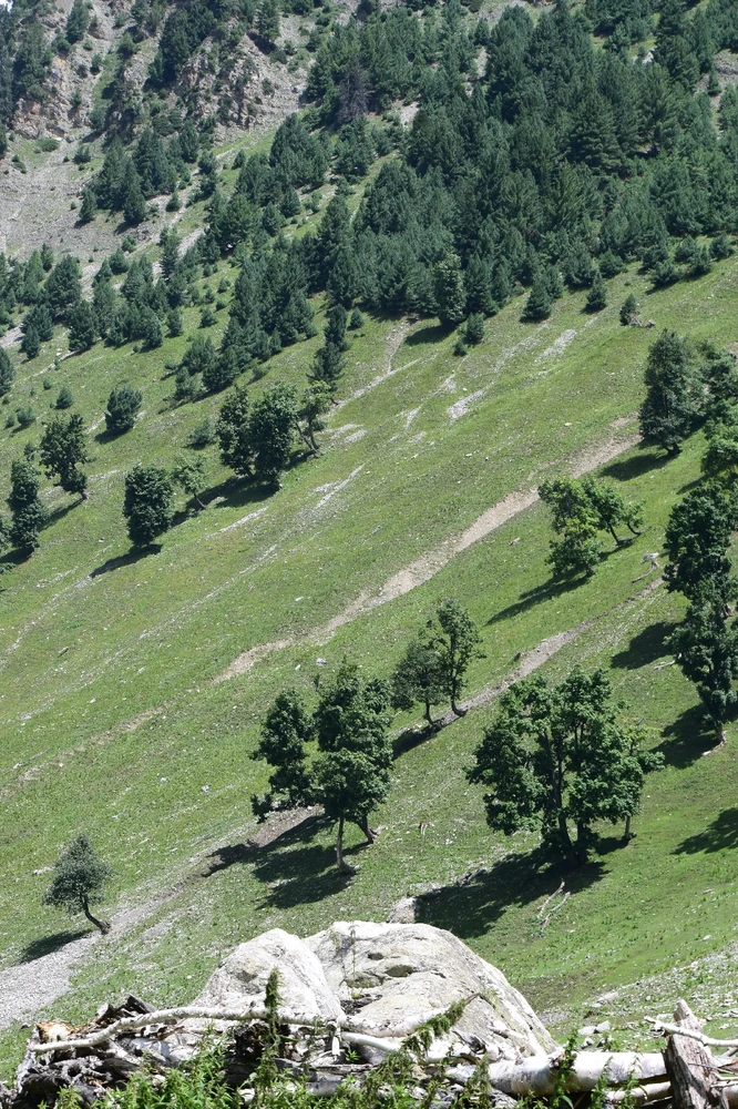 Image uploaded by Dikshita