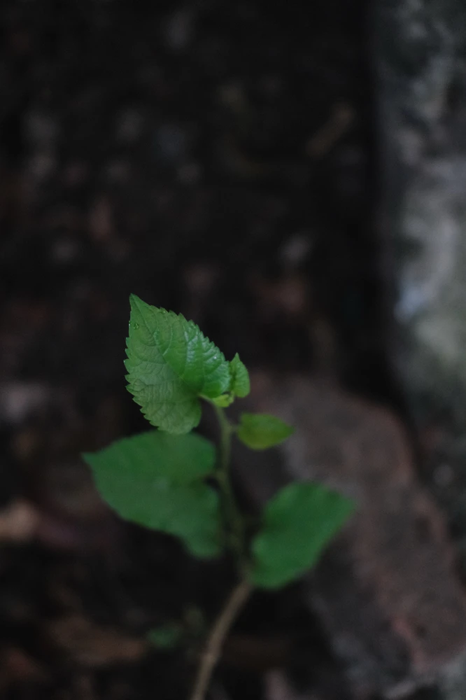 Image uploaded by Alo