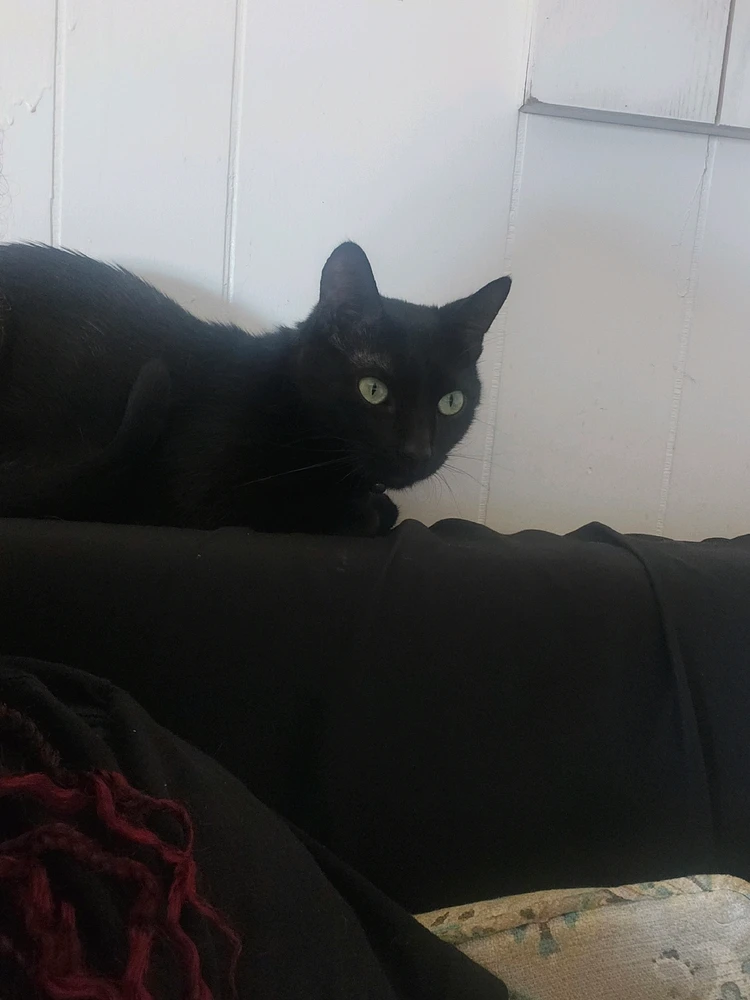 GIF uploaded by Kristmas Hill