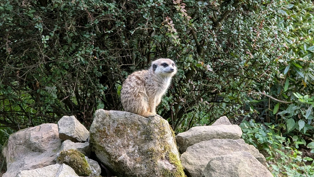 Obrázek nahrál Honza