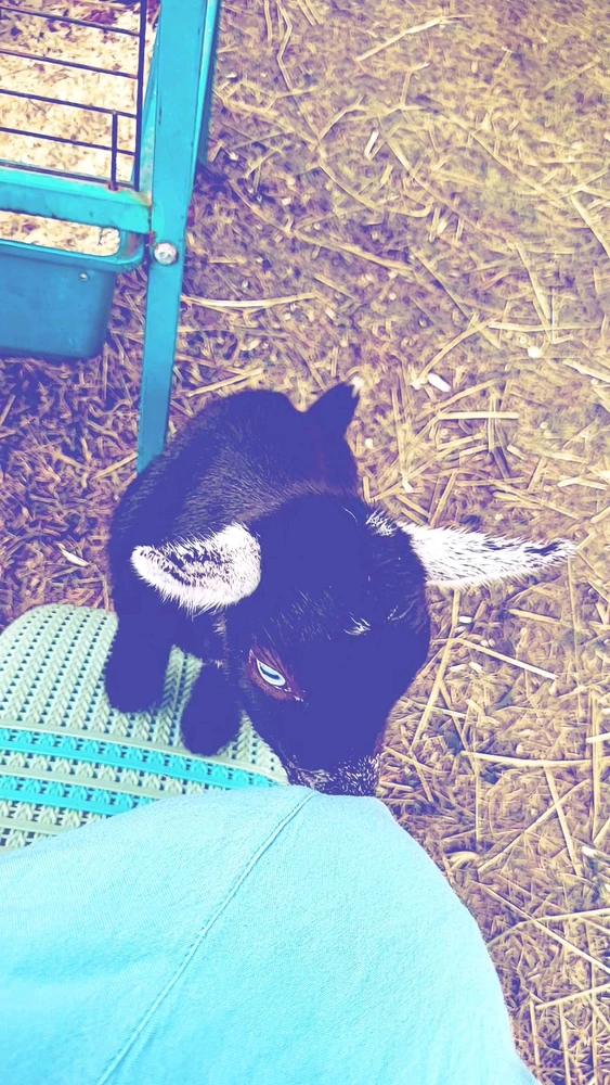Image uploaded by Elara Ellewood