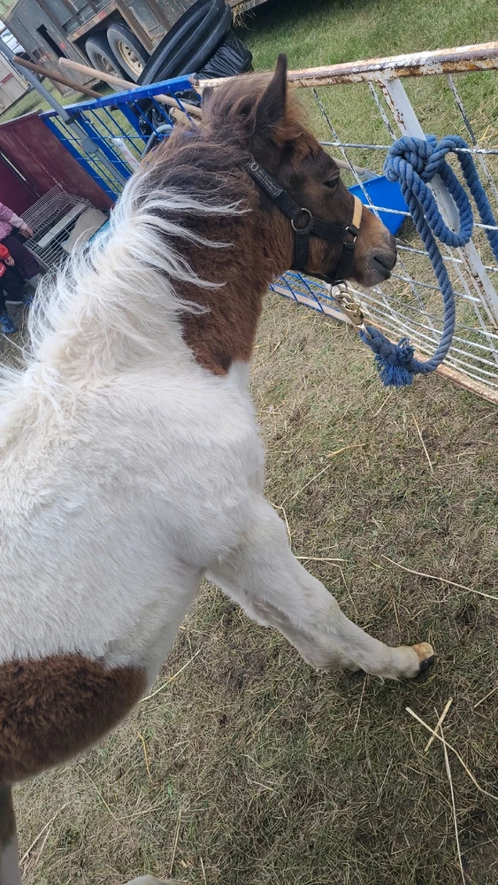 Image uploaded by Elara Ellewood
