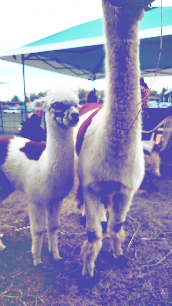 Image uploaded by Elara Ellewood