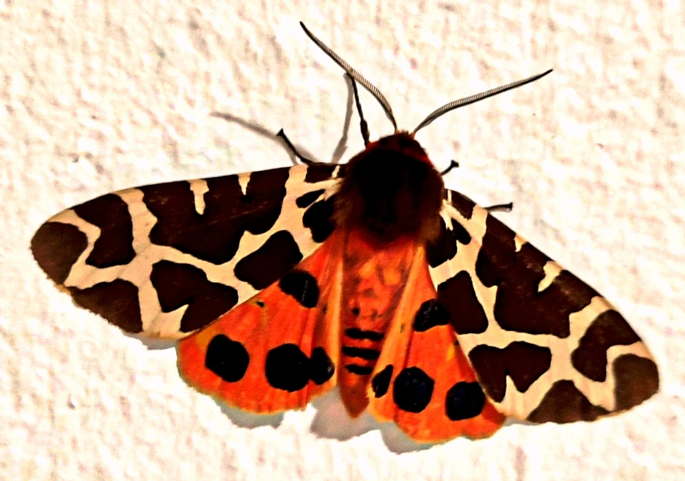 Image uploaded by 🌒🌓🌔Valentina🌖🌗🌘