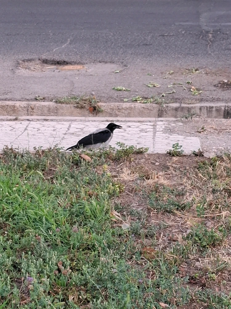 He was having breakfast 🐦⬛