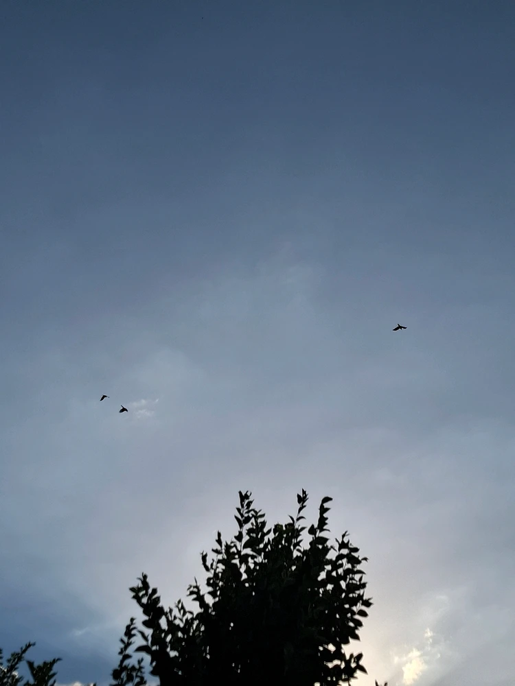 He was having breakfast 🐦⬛