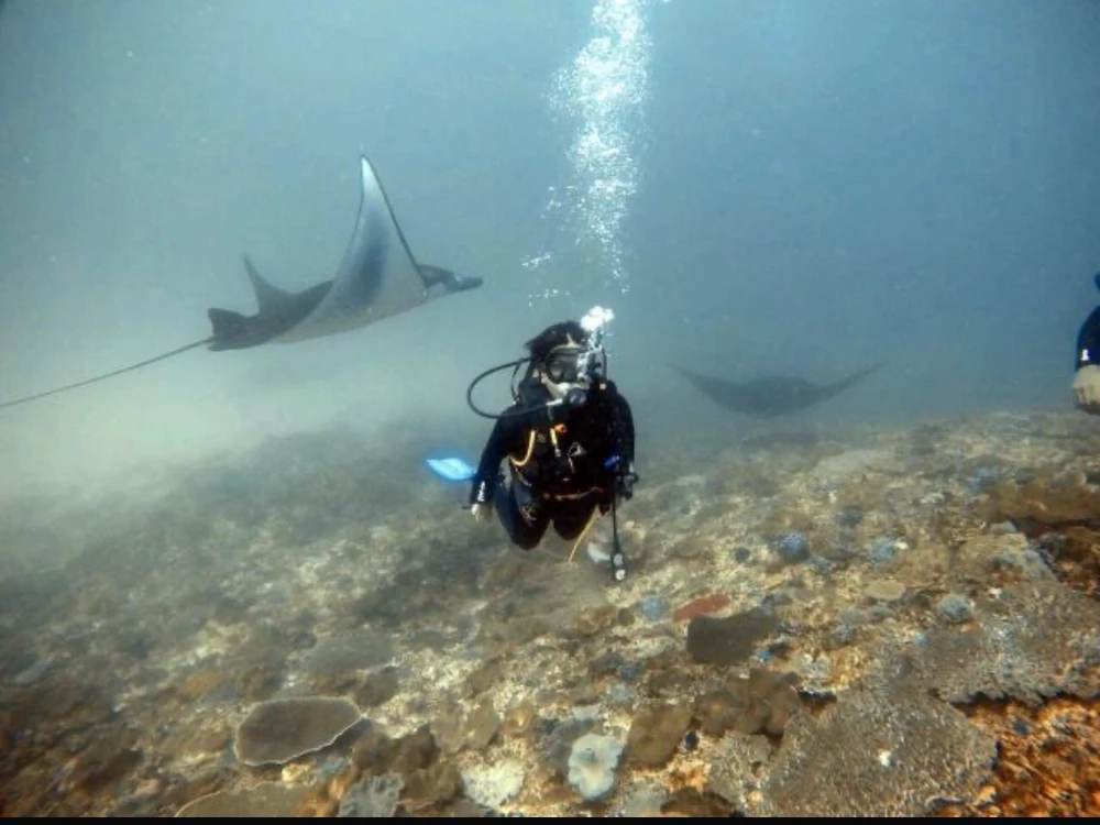 Gambar diunggah dening Masen