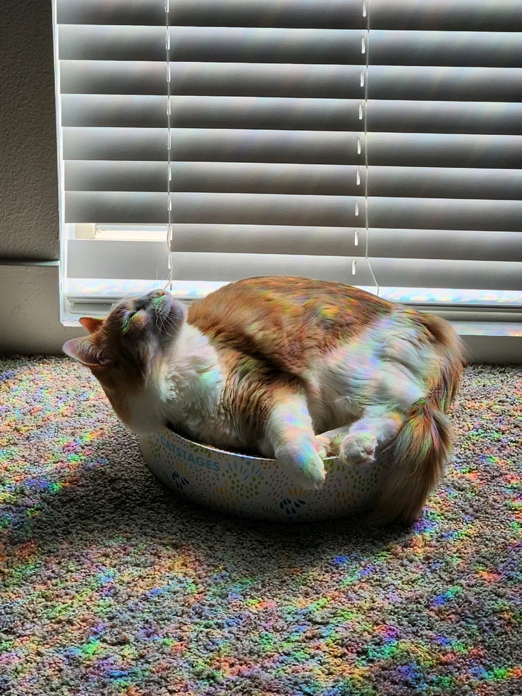 Gambar diunggah dening Shay