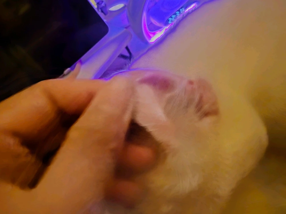 GIF dimuat naik oleh Han