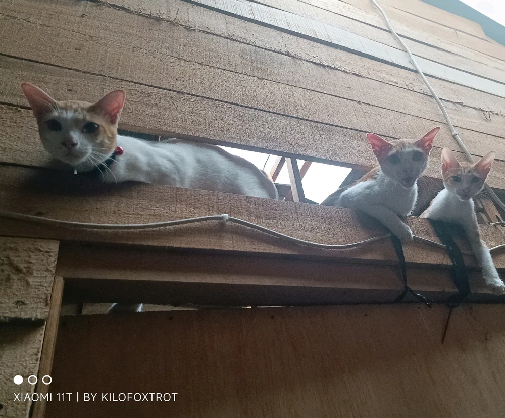 GIF diunggah oleh Donny_P_P