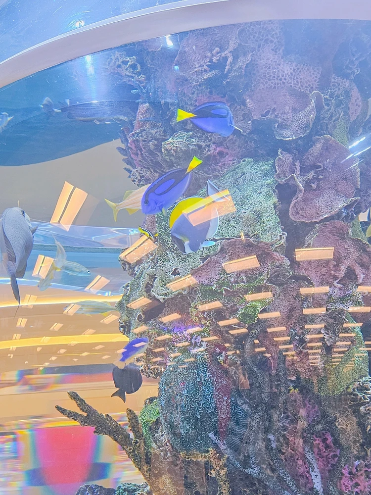 Midwest shopping to the extreme... Scheels lol