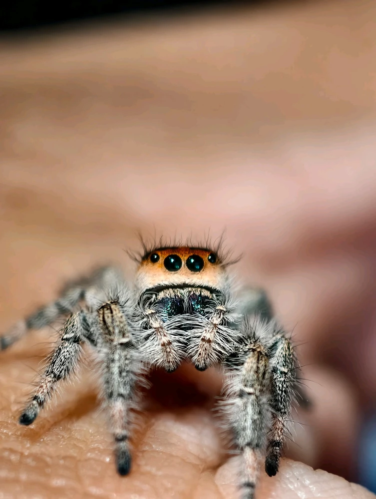 Latest pictures of Shantae!