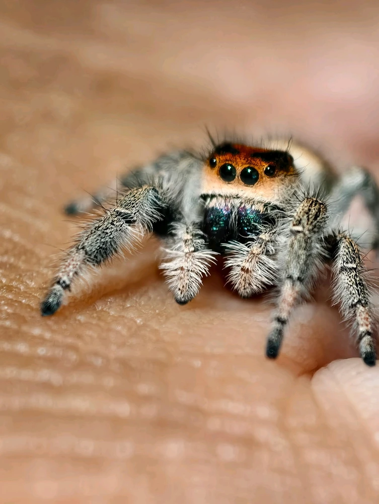 Latest pictures of Shantae!