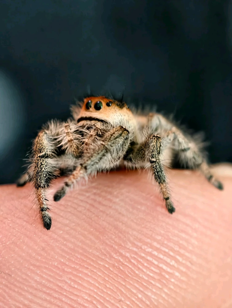 Latest pictures of Shantae!