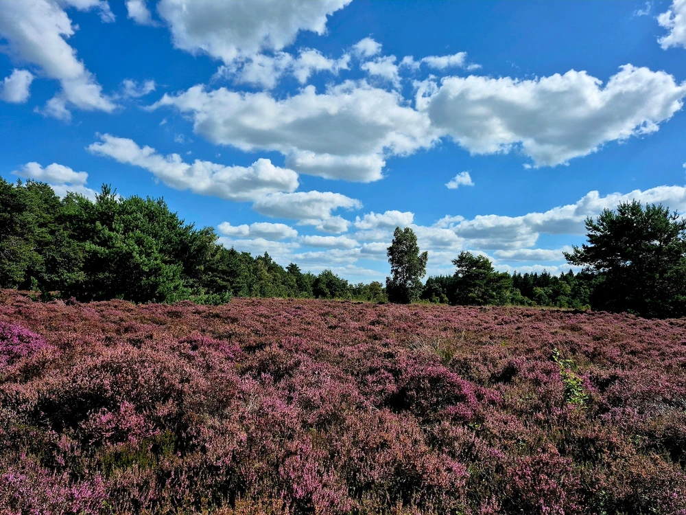 Image uploaded by Jasmine