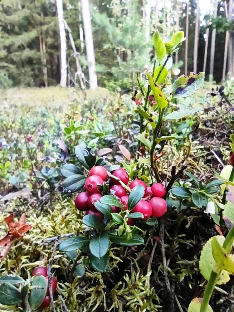 Obrázek nahrál Dave